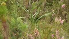 Watsonia knysnana