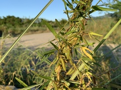 Glycine max formosana