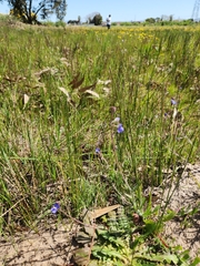 Heliophila africana
