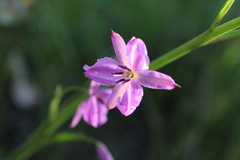Arthropodium strictum