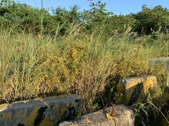 Glycine max formosana