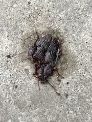 Otiorhynchus cribricollis