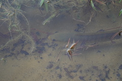 Channa striata