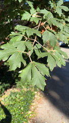 Acer griseum