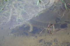 Channa striata