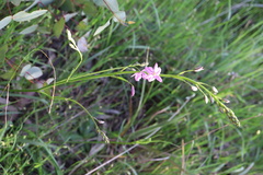 Arthropodium strictum
