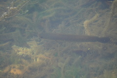 Channa striata