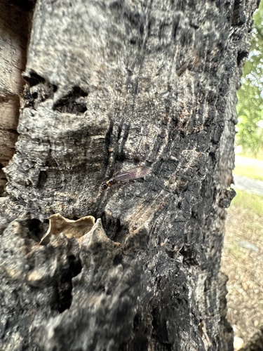 Yellownecked Dry-wood Termite photo 3
