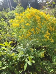 Euthamia caroliniana