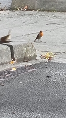 Erithacus rubecula