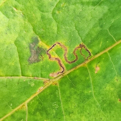 Stigmella aceris