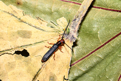 Oberea erythrocephala