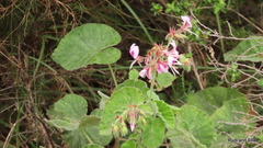 Pelargonium cordifolium