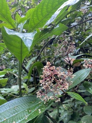 Miconia subcrustulata