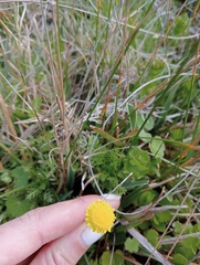 Cotula discolor