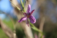 Arthropodium strictum