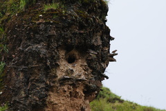 Phacellodomus striaticeps