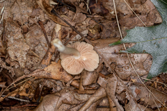 Entoloma