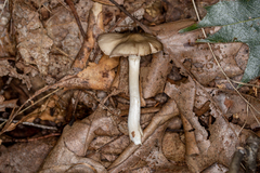 Entoloma