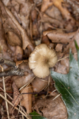 Entoloma