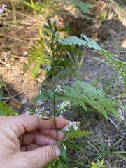 Symphyotrichum urophyllum