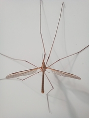 Tipula