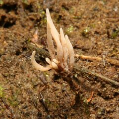 Clavulina castaneipes