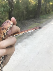 Pantherophis guttatus