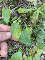 Symphyotrichum urophyllum