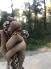 Pantherophis guttatus