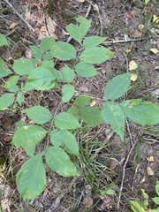 Fraxinus americana