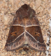 Lemmeria digitalis