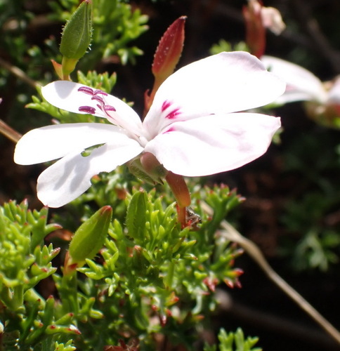Image of Pelargonium fruticosum by (c) Nicola van Berkel, some rights reserved (CC BY-SA)