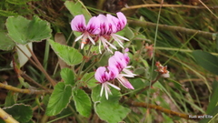 Pelargonium cordifolium