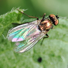 Chrysotus