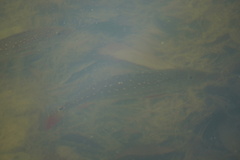 Cichla temensis