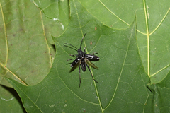 Chlorophorus sartor