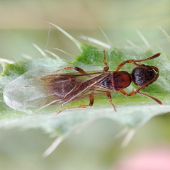 Myrmica rubra