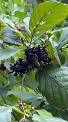 Alnus serrulata