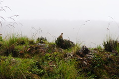 Asthenes maculicauda