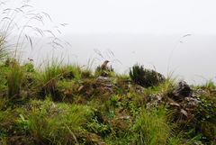 Asthenes maculicauda