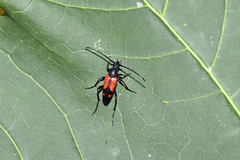 Stenurella bifasciata