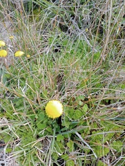 Cotula discolor