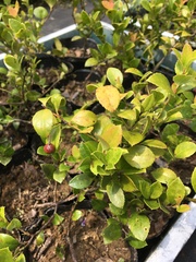 Vaccinium wrightii