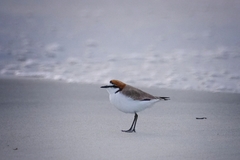Charadrius ruficapillus