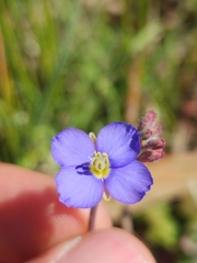 Heliophila africana