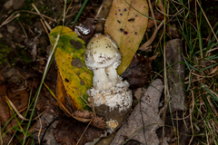 Amanita