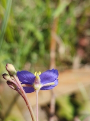 Heliophila africana
