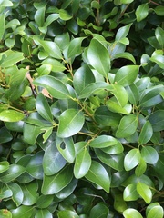 Cryptocarya concinna