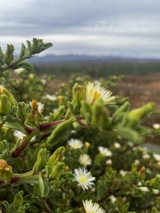 Mesembryanthemum aitonis